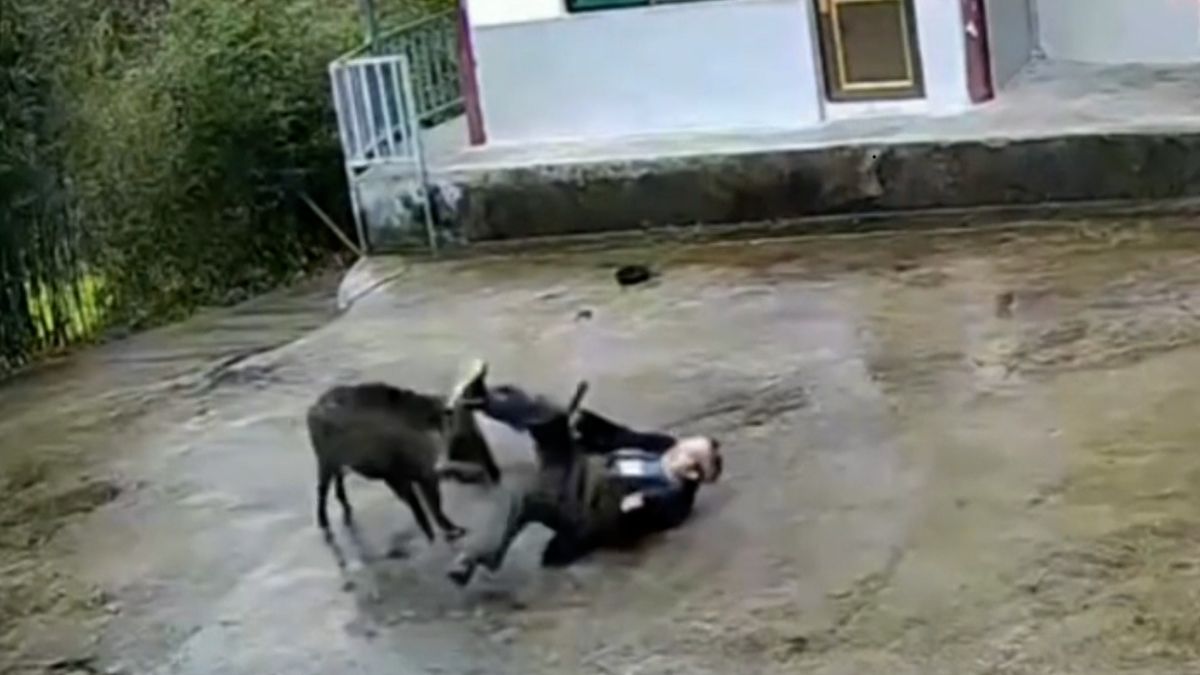 Kamera zachytila, jak divočák brutálně napadl seniora před jeho domem